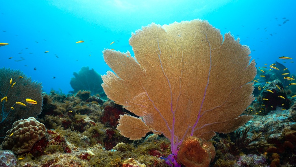 Sea Sponges: En kort historia