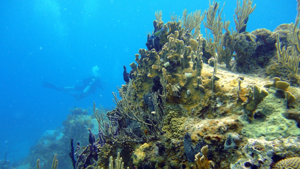 Debatten mellan Sea Sponge vs Coral är en urgammal. Sedan urminnes tider har människor fascinerats av den otroliga komplexiteten i de djupa oceanerna och har längtat efter att förstå den fantastiska skönheten och komplexiteten hos svampar och koraller som bor där. Medan svampar och koraller kan se väldigt olika ut, finns det liknande nivåer av biologisk mångfald och biologiska anpassningar inom dem båda, vilket gör det svårt att skilja varandra från varandra.